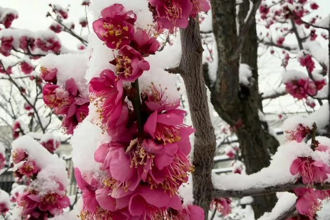 Musim Bunga Ume di Jepang: Keindahan Februari yang Wajib Anda Saksikan