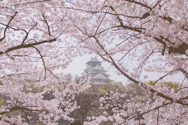 Kenapa Banyak Orang Selalu Ingin Kembali ke Jepang?