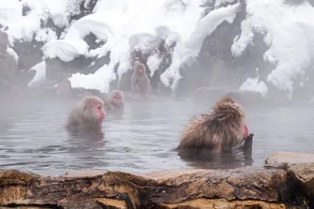 Onsen Jepang: Panduan Lengkap untuk Wisatawan Pertama Kali