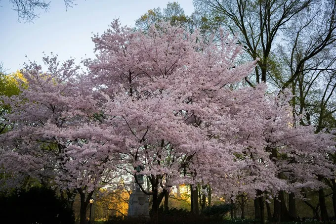 Panduan Lengkap Hanami: Berburu Sakura di Jepang