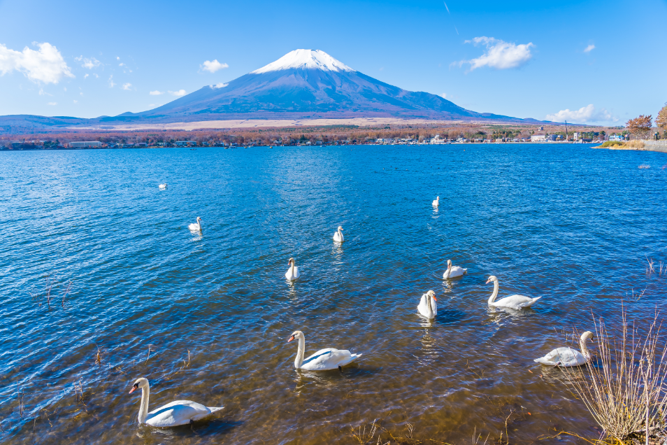 Yamanakako Swan Lake